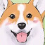 Fluffy Corgi
