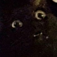 кот или нет [NOT SUSPEN