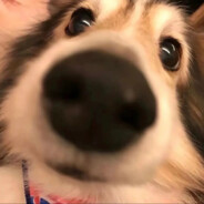 泪水打湿鸡腿堡