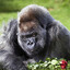 The Grumpy Monkey