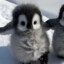 [ᵃᵏᶤᵐᶤ] ここちゃ