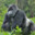 I AM A MONKEY