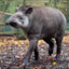Tapirfreund