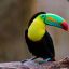 ToucanHam