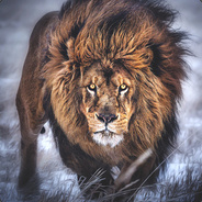 Очень приятно царь