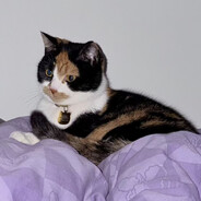 田柾国买杏鲍菇