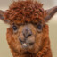 AlpacaOnStrike