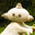makkapakka