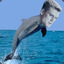 Dolphin Lundgren