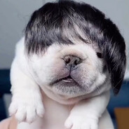 Perrito Emo