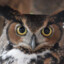 Night Owl