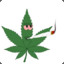 Dr. Kush