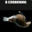 mr.646л0