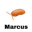 MARCUS