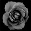 Black rose