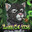 SoggyCat4738