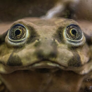 Titicaca Waterfrog