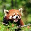 RedPanda