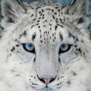 讨口子芝士雪豹