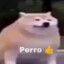 Perro