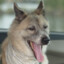 tuatuadog