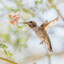 Hummingbird