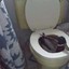 Duck In A Toilet