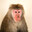 Bizardo the Macaque
