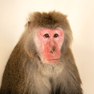 Bizardo the Macaque