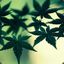 Siavash_SJ