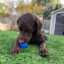 Stryker