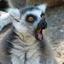 LEMUR.PL