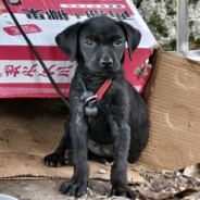 烟雾中的美洲虎