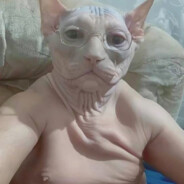 Cute cat ＼(^-^)／