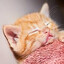 soybeancracker
