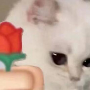 马猴烧酒侍宇宇