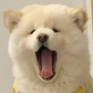 奶豆豆