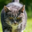 Catman