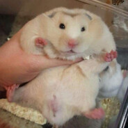 Fat ass hamster