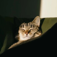 带你去打小怪兽