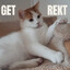 stinky cat breath