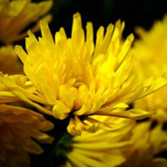 满城尽带黄金甲