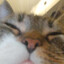 Napalony Fifi