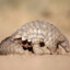 SexY PaNGoLiN