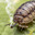 diminutive grub