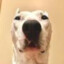 Fwog277