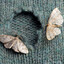 2 moths eating your clothes