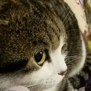 牛逼闪闪小智哥