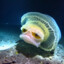 barracuda