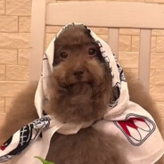 BuyBack_monster????????